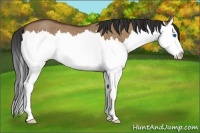 Horse Color:Bay Dun Sabino Splash Rabicano