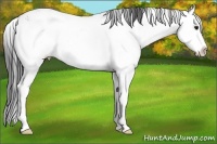 Horse Color:Buckskin Sabino Splash