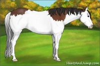 Horse Color:Bay Sabino Splash 