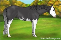 Horse Color:Smoky Black Sabino Splash
