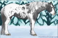 Horse Color:Black Sabino Splash Tobiano Appaloosa