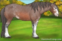Horse Color:Bay Sabino Appaloosa