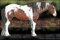 Horse Color:Bay Splash Tobiano Appaloosa 