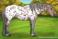 Horse Color:Bay Appaloosa Rabicano
