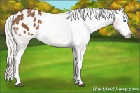 Horse Color:Silver Bay Sabino Splash Appaloosa 