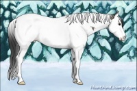 Horse Color:Grullo Splash Tobiano 