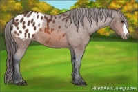 Horse Color:Bay Appaloosa