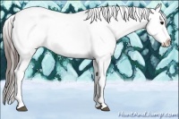 Horse Color:Black Sabino Splash Tobiano Appaloosa Rabicano 