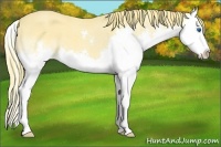 Horse Color:Red Dun Sabino Splash