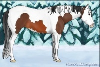 Horse Color:Bay Splash Tobiano