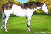 Horse Color:Plaid  Bay Sabino Splash 