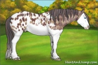 Horse Color:Plaid Bay Splash Appaloosa