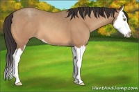 Horse Color:Amber Champagne Sabino Splash
