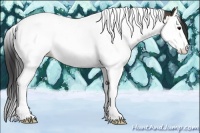 Horse Color:Buckskin Splash Tobiano