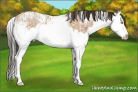 Horse Color:White Spotted Amber Champagne Ice Splash 