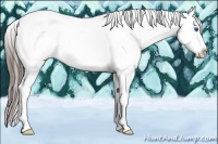 Horse Color:Black Sabino Splash Tobiano Appaloosa Rabicano