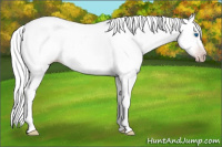 Horse Color:Gray Silver Amber Champagne Sabino Splash 