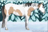 Horse Color:Buckskin Roan Splash Tobiano