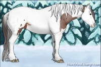 Horse Color:Bay Splash Tobiano Appaloosa 
