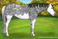 Horse Color:Smoky Black Ice Splash Rabicano 