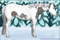 Horse Color:Grullo Sabino Splash Tobiano Rabicano