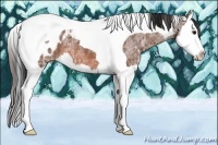 Horse Color:Bay Ice Sabino Splash Tobiano Appaloosa 