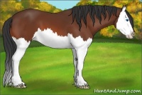 Horse Color:Bay Sabino Splash 