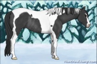 Horse Color:Black Sabino Tobiano Rabicano