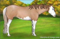 Horse Color:Bay Pearl Sabino Splash 