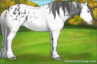 Horse Color:White Spotted Black Splash Appaloosa 