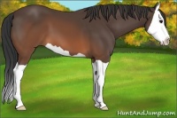 Horse Color:Brown Splash