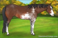 Horse Color:Bay Sabino Splash