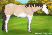 Horse Color:Amber Champagne Roan Splash 