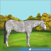Horse Color:Grullo Ice Sabino