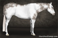 Horse Color:White Spotted Silver Grullo Splash Frame
