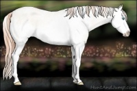 Horse Color:White Spotted Amber Cream Champagne Pearl Splash