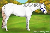 Horse Color:Buckskin Splash Appaloosa 