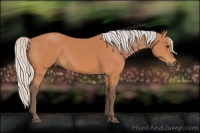 Horse Color:Silver Bay 