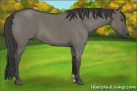 Horse Color:Smoky Grullo Roan 