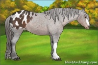 Horse Color:Liver Chestnut Appaloosa Rabicano 