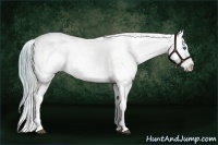 Horse Color:Watercolor Red Dun Splash Appaloosa 