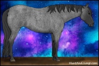 Horse Color:Blue Roan 