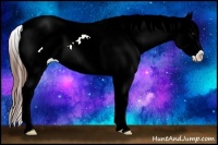 Horse Color:Bay Splash Frame Appaloosa 