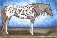 Horse Color:Liver Chestnut Tobiano Appaloosa