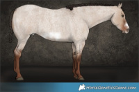 Horse Color:Liver Red Dun Roan Frame 