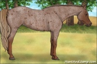 Horse Color:Red Roan 