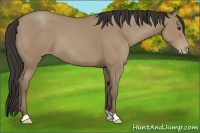 Horse Color:Classic Champagne
