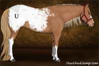 Horse Color:Chestnut Appaloosa