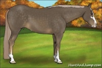 Horse Color:Chocolate Palomino Sabino