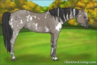 Horse Color:White Spotted Smoky Grullo 